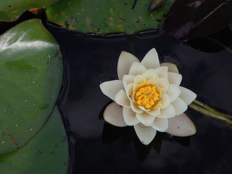 water lily, grammar tips