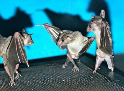 Bad-Ass Bats